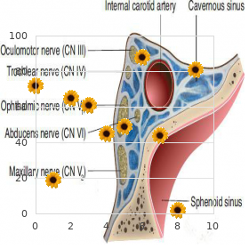 Renal genital middle ear anomalies